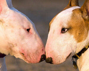 牛头梗的性格特点
