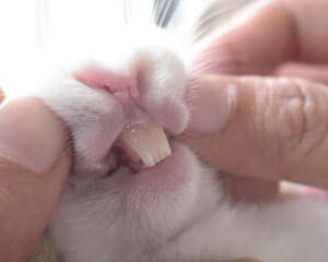 怎样预防兔子牙齿疾病