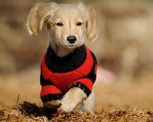 冬季如何增强狗狗抵抗力