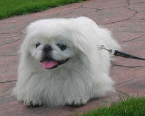 狗狗有皮屑怎么办