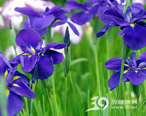 家居养花保健康，学问大