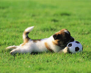 春季到，狗狗驱虫预大于治