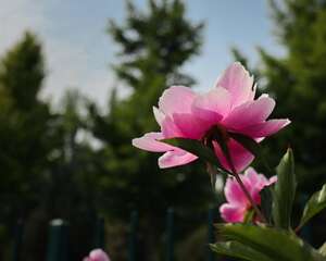 芍药怎么种