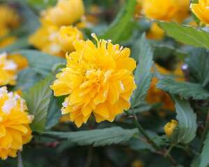 棣棠花的花语和传说
