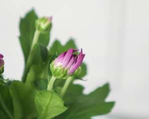多头菊适合放在家中吗，可以插在家里吗