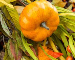 哺乳期能吃南瓜吗，怀孕可以吃南瓜吗