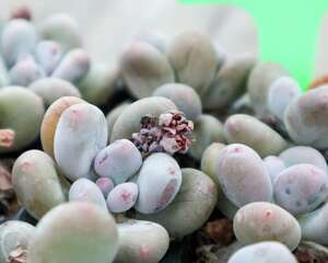 桃美人叶子化水怎么办