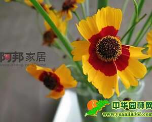 金黄的菊灿烂的秋