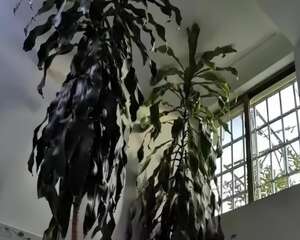 这花长到4米高，顶破屋顶太愁人，砍1刀冒出一圈芽！