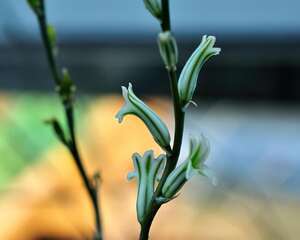 有性繁殖：多肉植物十二卷异株授粉打种子参考方法