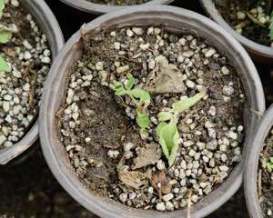 五色梅有哪些繁殖方法