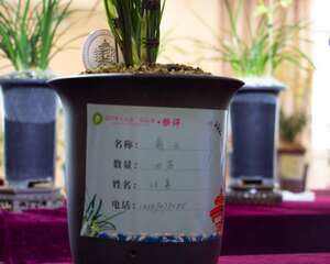 兰花叶子发黄怎么办