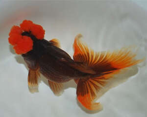 四绒球的喂食要点