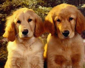 狗狗脑袋为什么很臭 这是有什么原因呢