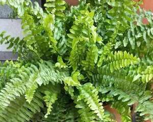 绿萝吊兰扔了，养这7种花，夏天最清凉！