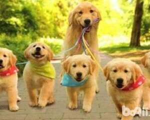 金毛缺点有哪些 细数金毛的六大缺点