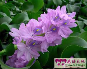 水浮莲的花语：此情不渝