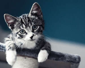 猫咪的“五宗罪”