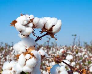 棉花的花语是什么