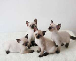 关于暹罗猫的详细介绍资料