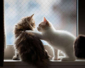 治愈系的猫咪“呼噜”声