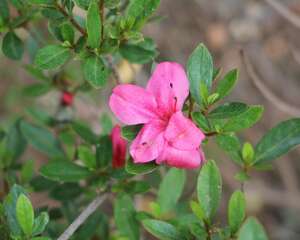 杜鹃花冬天能开花吗