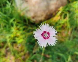 石竹开花前后怎么养护
