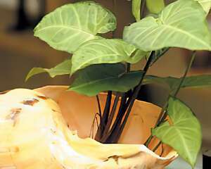 室内种养植物养生的小窍门(图)