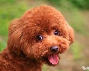 饲养泰迪犬的优点都有哪些？