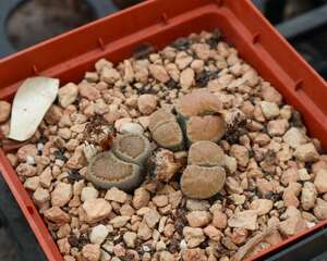 生石花晒伤了怎么办