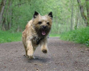 凯安梗的品种简介