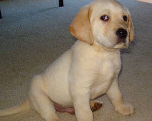 狗狗吃香蕉好不好