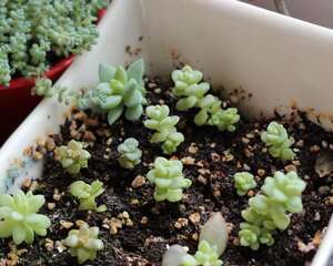 从小苗到爆盆，用一年时间享受多肉植物带来的爆盆快感