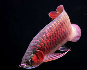 龙鱼的两栖类食物