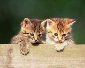 如何治疗猫咪大小便失禁