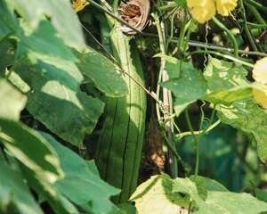 丝瓜花的养殖方法和注意事项