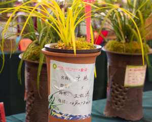 兰花怎么修剪