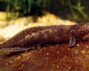 澳洲肺鱼的食物要求