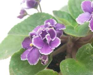 非洲堇的应用价值