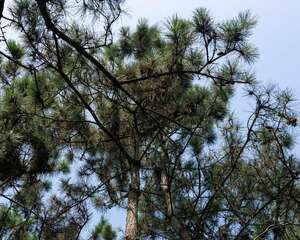 黑松盆景怎么制作