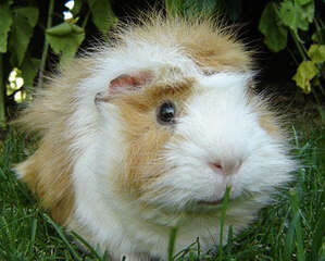 为荷兰猪灌食的注意事项