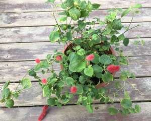 狗尾红的养殖方法和注意事项