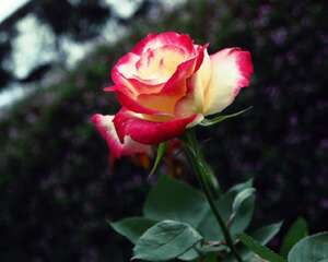 地被月季什么时间开花