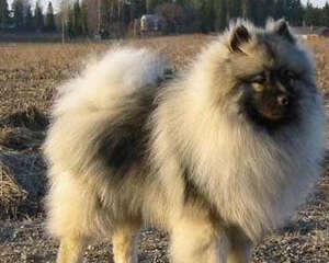 引起狗狗干眼病的原因