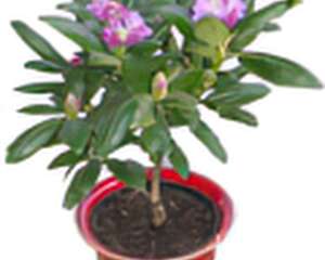 杜鹃中的新品——石楠杜鹃