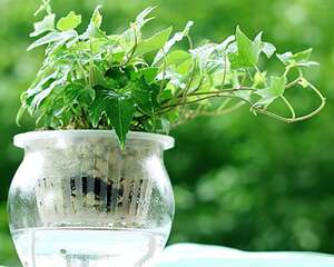 常春藤的花语及象征意义