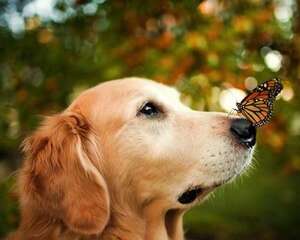 如何拍出狗狗的自然美