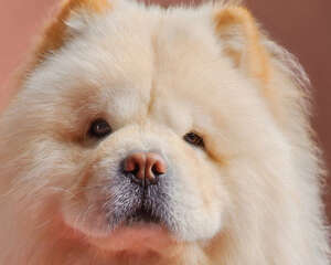 寄养狗狗有何要点