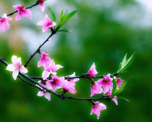 唐代文学中的桃花意象