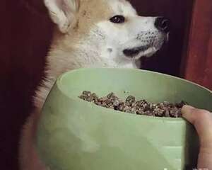 狗狗挑食可以通过哪些手段来纠正？